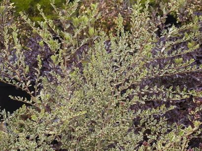 AZARA microphylla Variegata