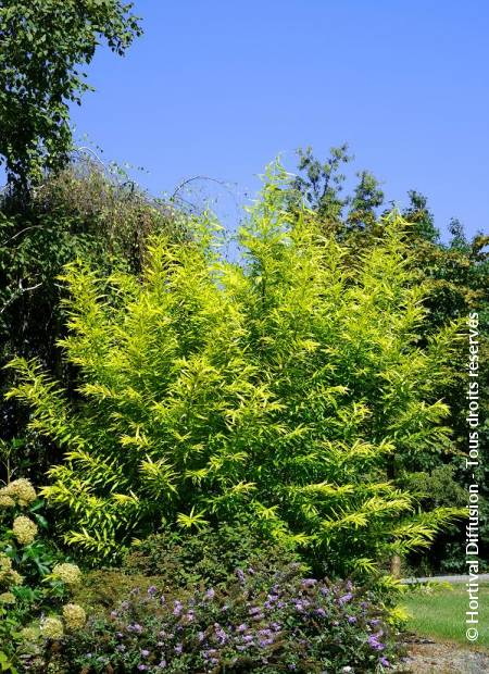 SALIX sachalinensis Golden Sunshine