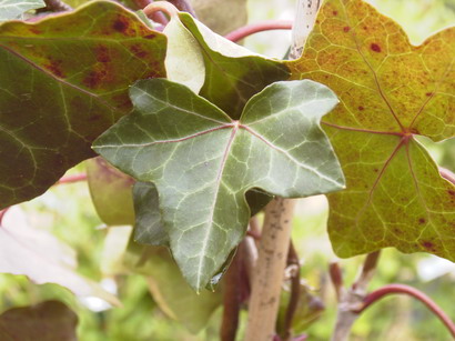 HEDERA helix Hibernica