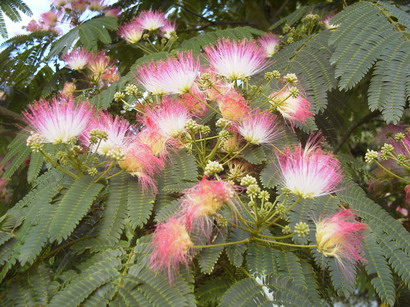 ALBIZIA julibrissin Ombrella ®