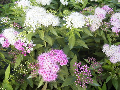 SPIRAEA japonica Shirobana