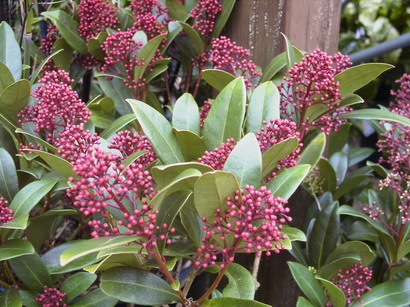 SKIMMIA japonica Rubella