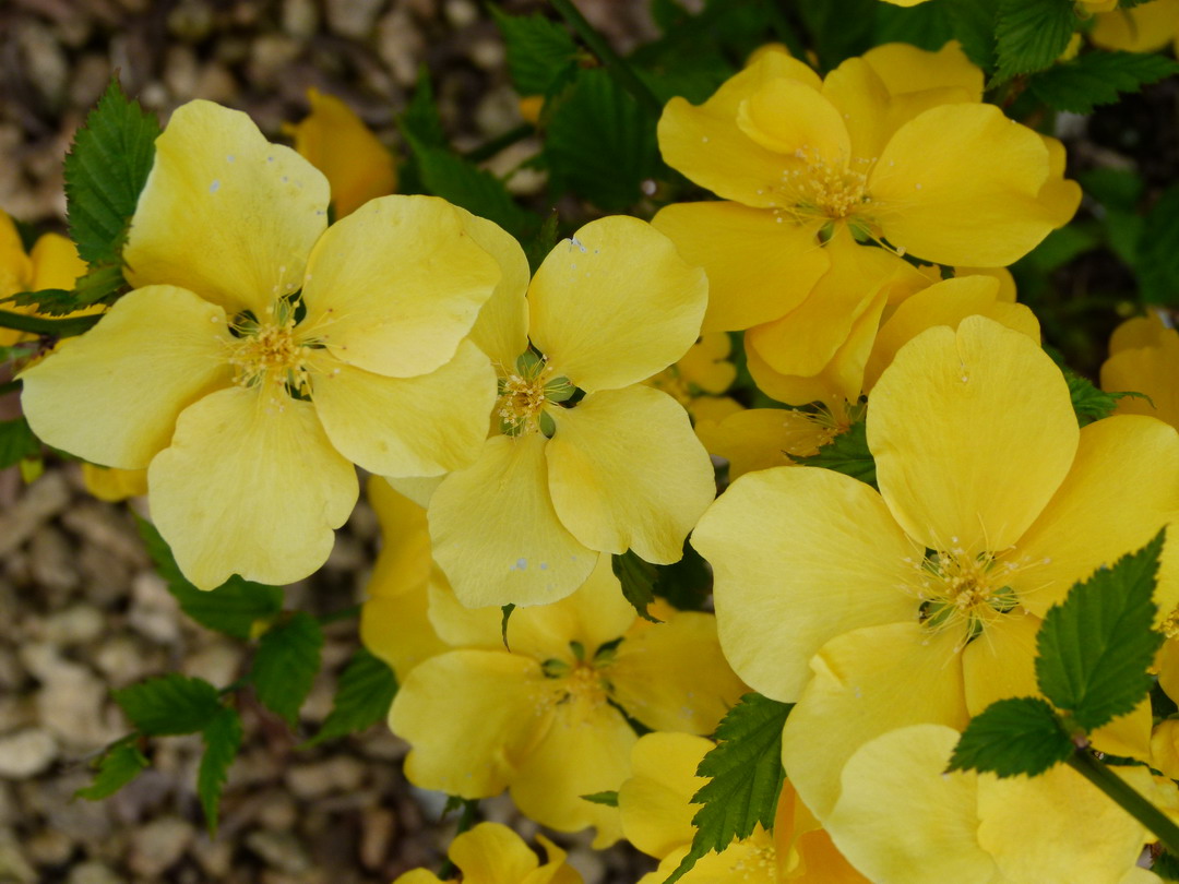 KERRIA japonica Golden Guinea