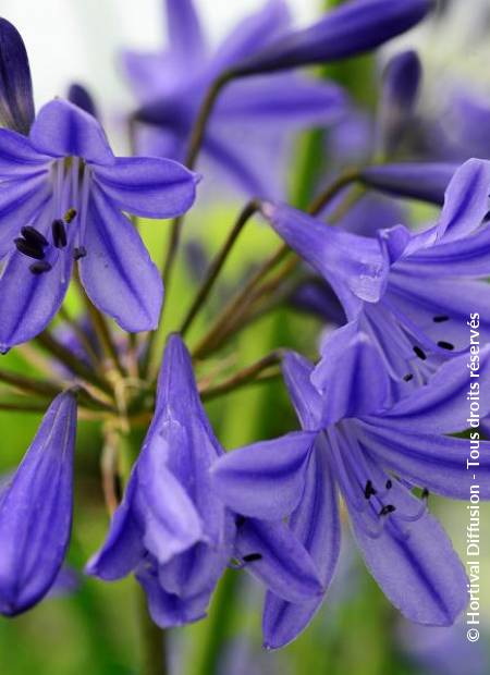 AGAPANTHUS Lapis Lazuli