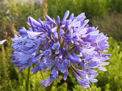 AGAPANTHUS umbellatus