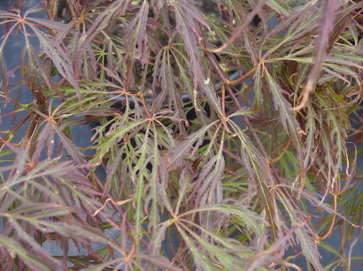 ACER palmatum Crimson Queen