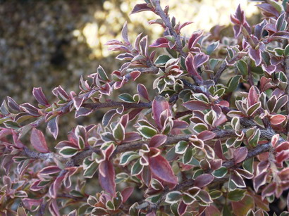 COTONEASTER horizontalis Variegatus