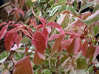 photo ACER negundo Flamingo