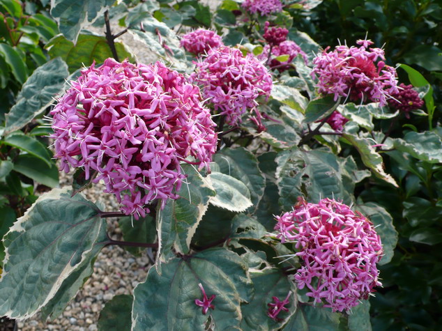 CLERODENDRUM bungei Pink Diamond ®