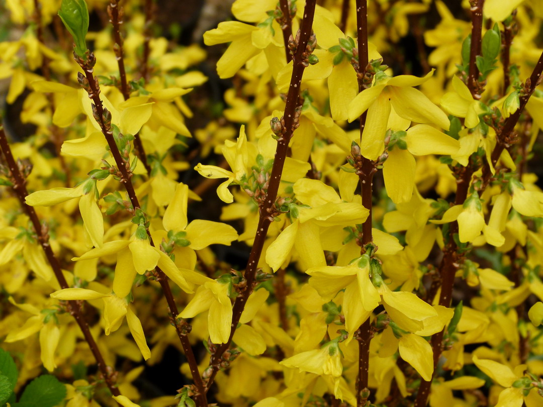 FORSYTHIA Week-End ®