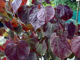 CERCIS canadensis Forest Pansy