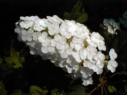 HYDRANGEA quercifolia Snow Queen ®