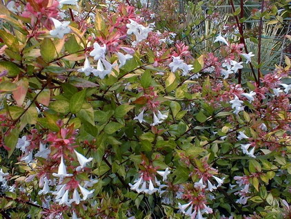 ABELIA X.grandiflora Gold Spot