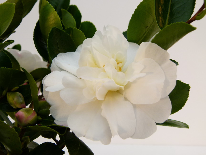 CAMELLIA sasanqua Gay Sue