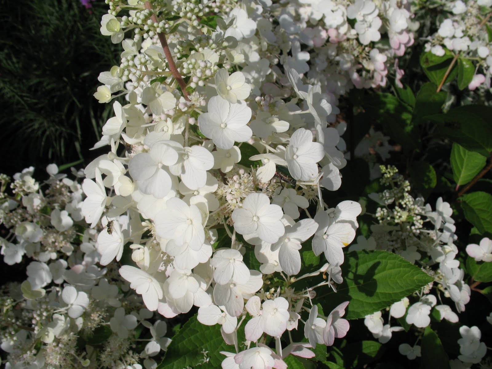 HYDRANGEA paniculata Early Sensation ® | Hortensia paniculé Early