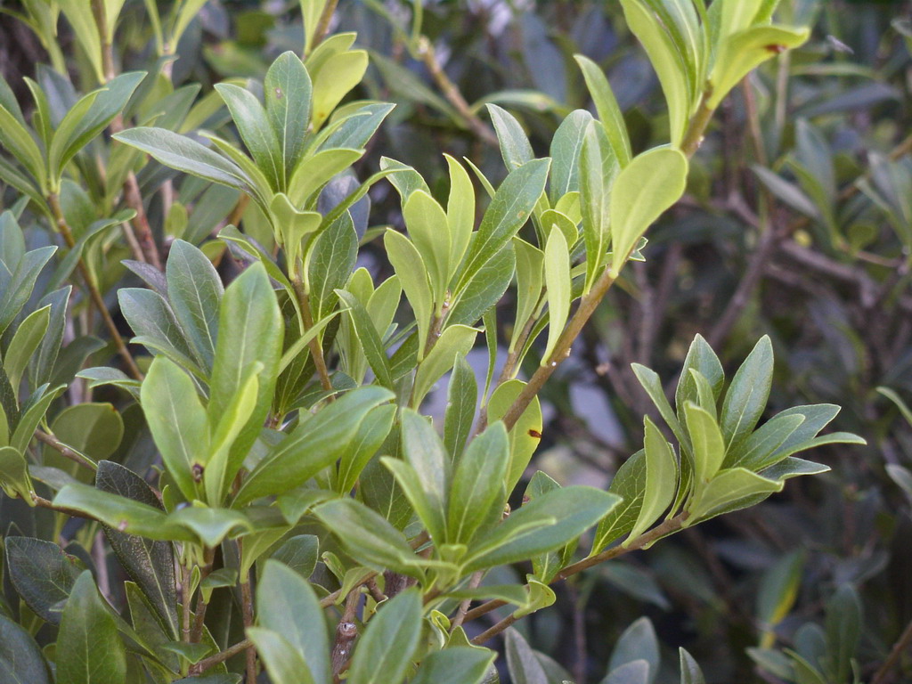 PITTOSPORUM heterophyllum