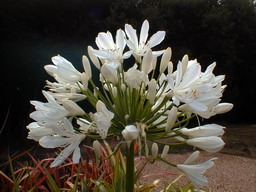 AGAPANTHUS umbellatus Alba