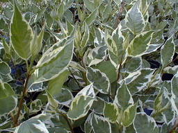 CORNUS alba Elegantissima