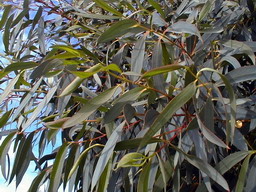 EUCALYPTUS parviflora : détail du feuillage estival. Nº180