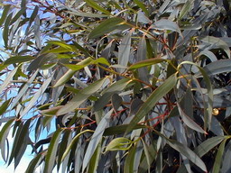 EUCALYPTUS parviflora