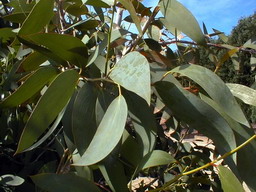 EUCALYPTUS niphophila