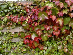 PARTHENOCISSUS tricuspidata Minutifolia