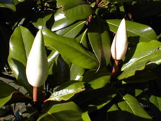 MAGNOLIA grandiflora Galissoniensis