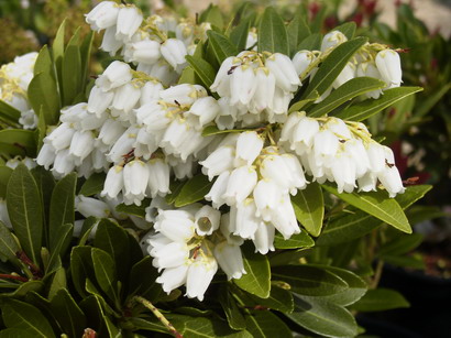 PIERIS ryukuensis Temple Bells : floraison de mars-avril. Nº192