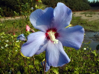 HIBISCUS syriacus Oiseau Bleu