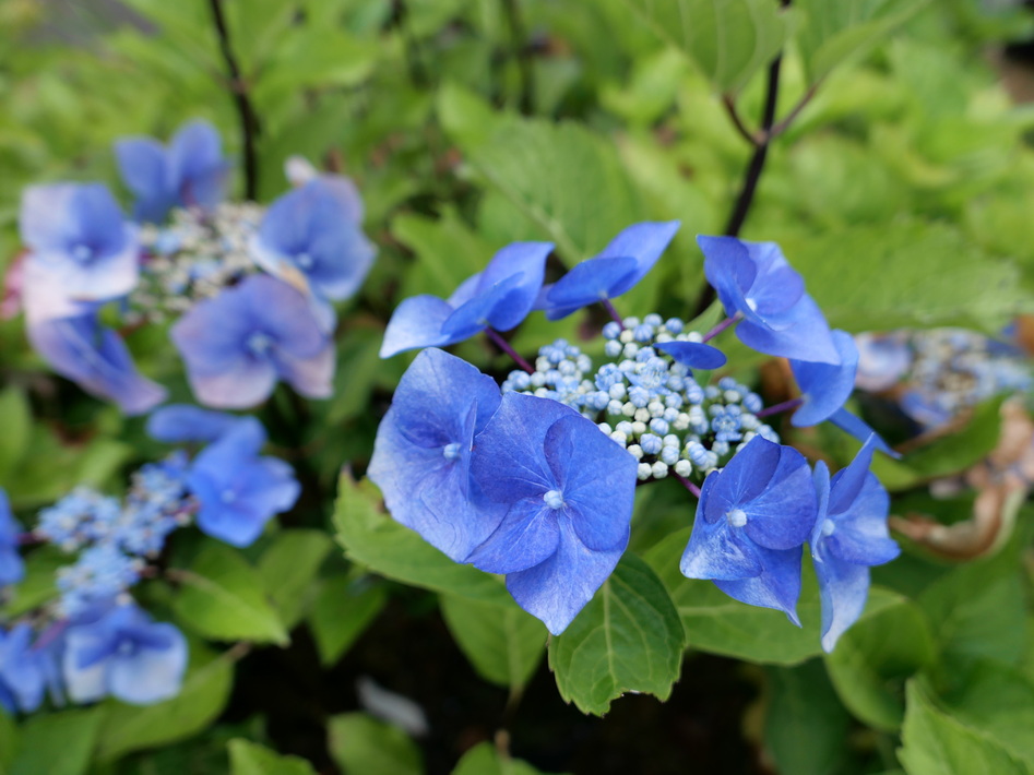 HYDRANGEA macrophylla Zorro bleu ®