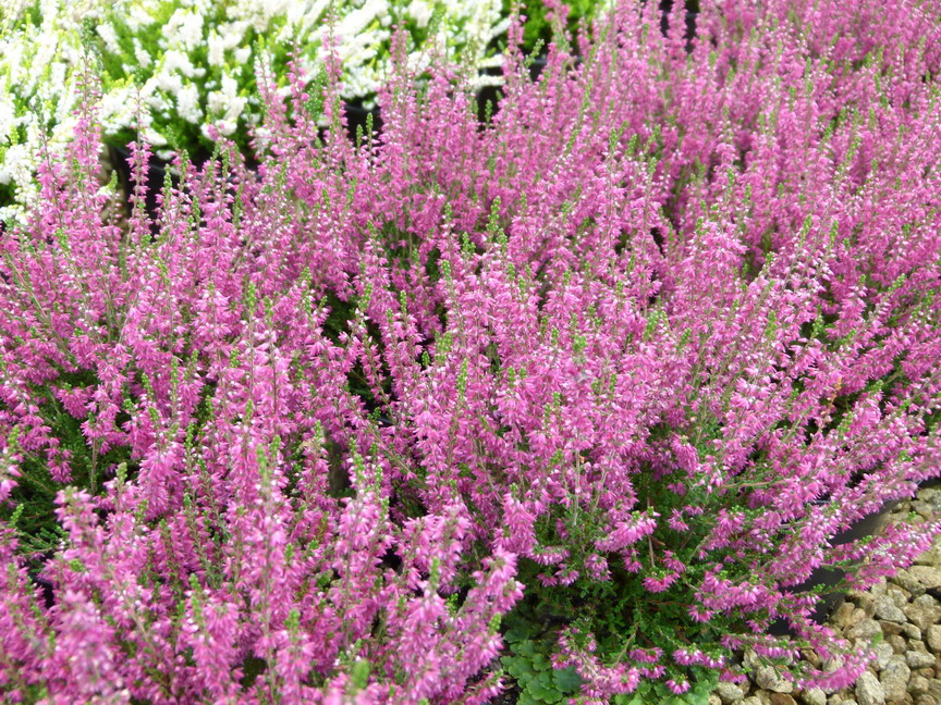 CALLUNA vulgaris Allegro