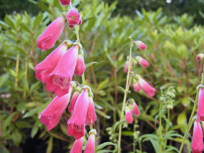 PENSTEMON X.Souvenir d'A. Régnier