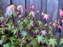 ACER palmatum