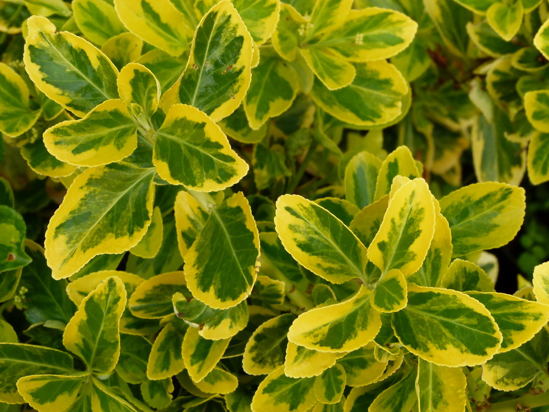 EUONYMUS japonicus Aureomarginatus