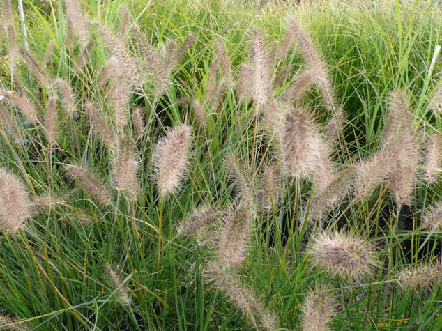 PENNISETUM alopecuroides
