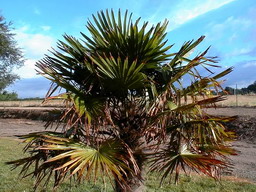 TRACHYCARPUS fortunei