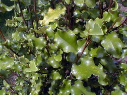 OLEARIA paniculata : feuillage estival. Nº216
