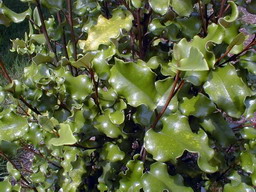 OLEARIA paniculata