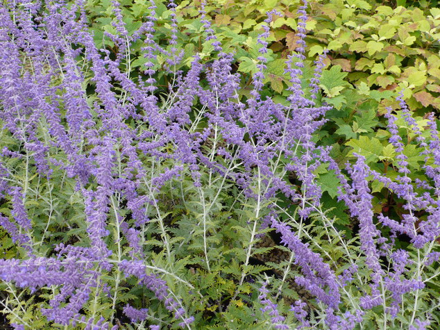 PEROVSKIA atriplicifolia Blue Spire