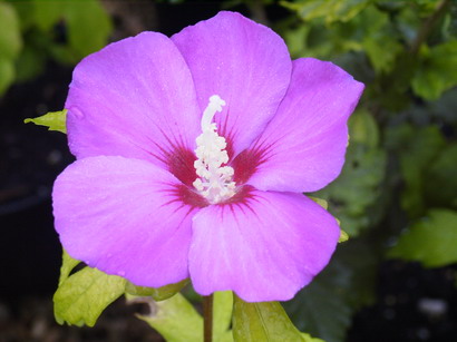 HIBISCUS syriacus Russian Violet ®