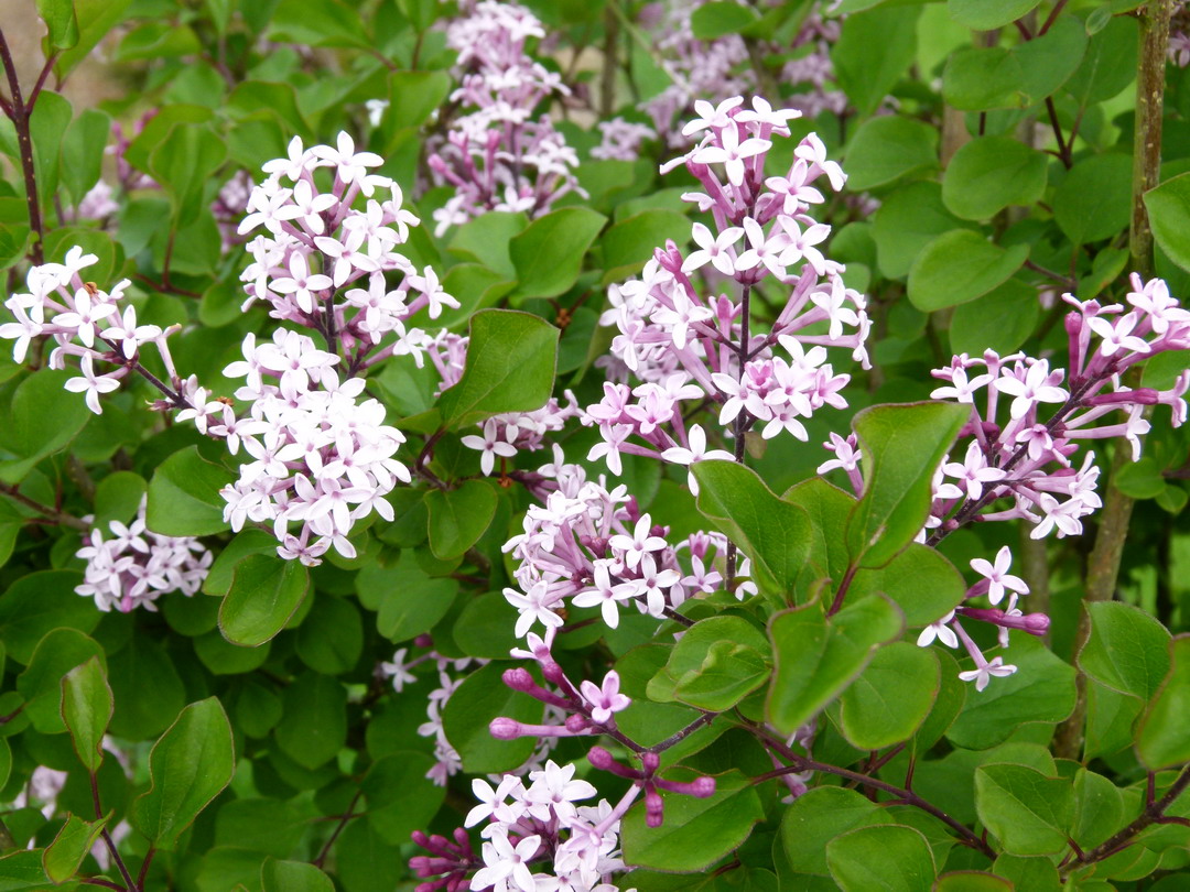 SYRINGA Red Pixie