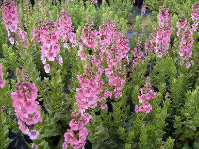 DIASCIA rigescens