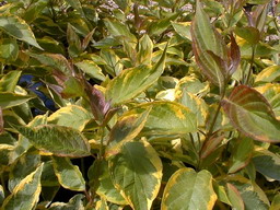 CORNUS alba Gouchaultii