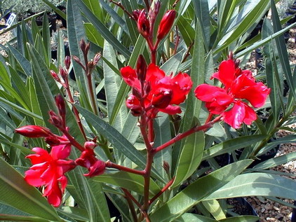 NERIUM oleander Commandant Barthélémy