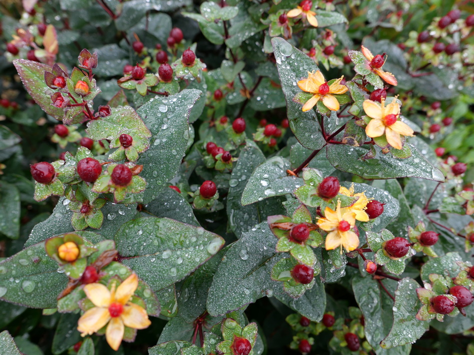 HYPERICUM x.inodorum Magical Universe ®