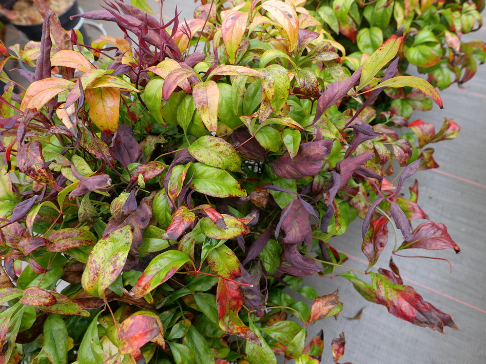 NANDINA domestica Fire Power