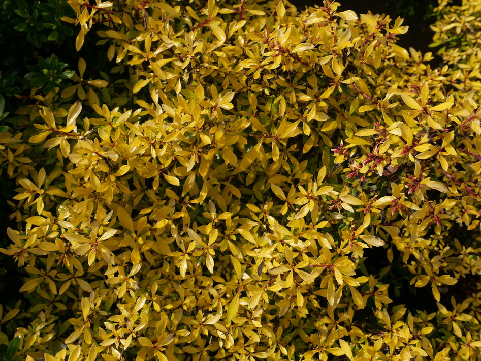 ESCALLONIA Golden Carpet ®