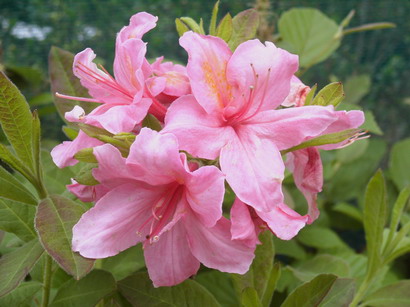 AZALEA Knaphill Sunset Pink