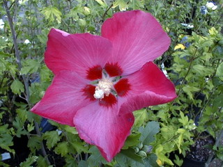 HIBISCUS syriacus Woodbridge