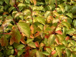 CORNUS sanguinea Midwinter Fire